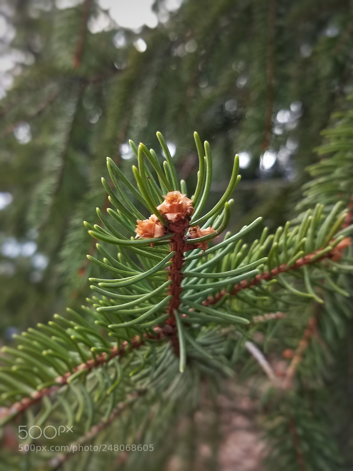 Motorola Moto Z (2) Play sample photo. Norway spruce budding photography