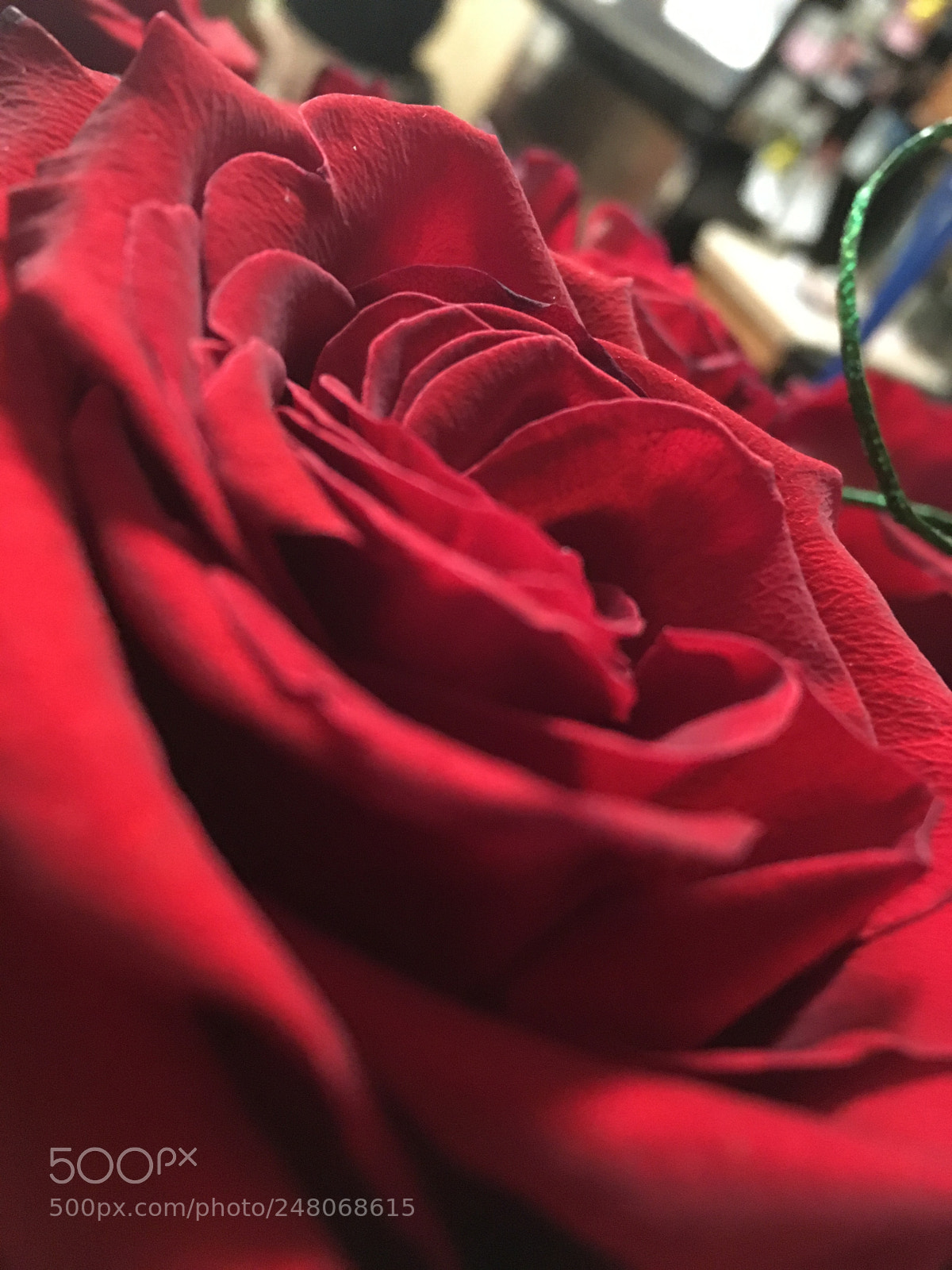 Apple iPhone SE sample photo. The bleeding rose photography