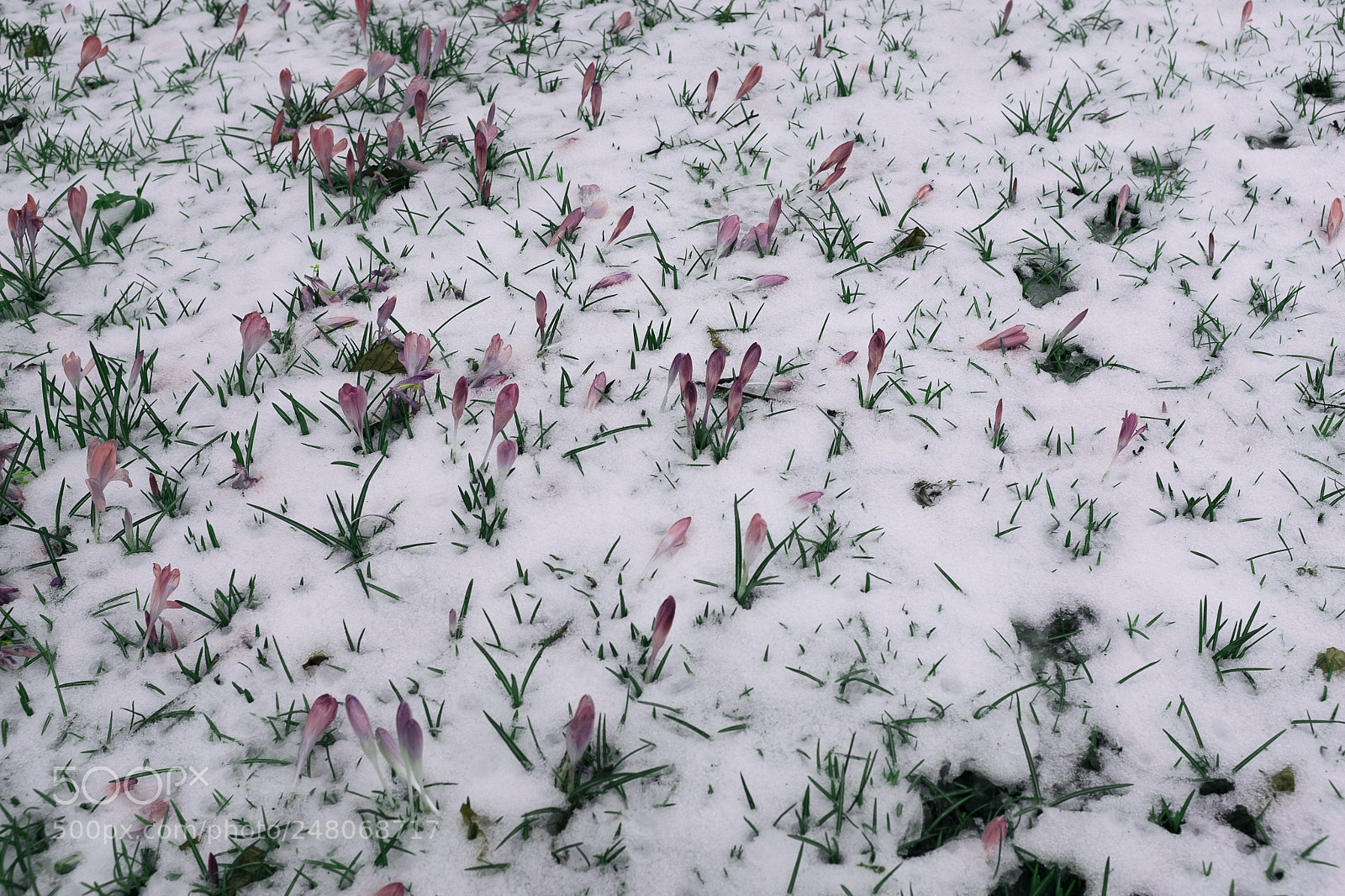 Fujifilm X100F sample photo. Sprouting photography