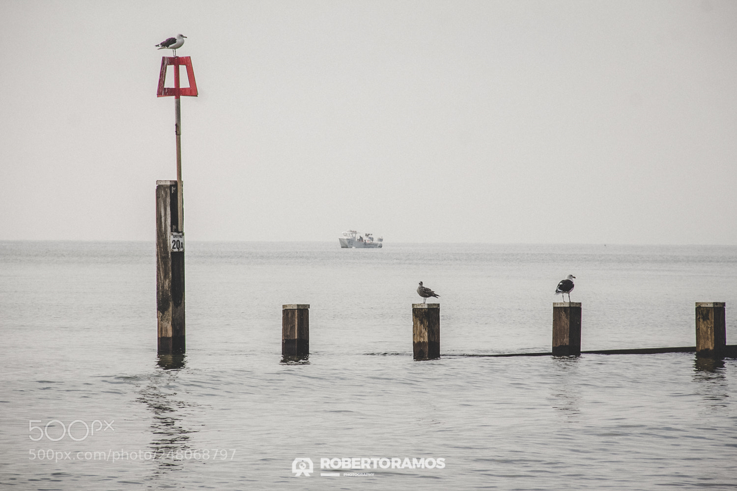 Canon EOS 60D sample photo. Seagull watch.. photography