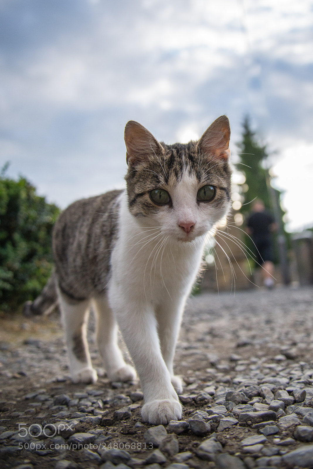 Nikon D610 sample photo. Furry photography