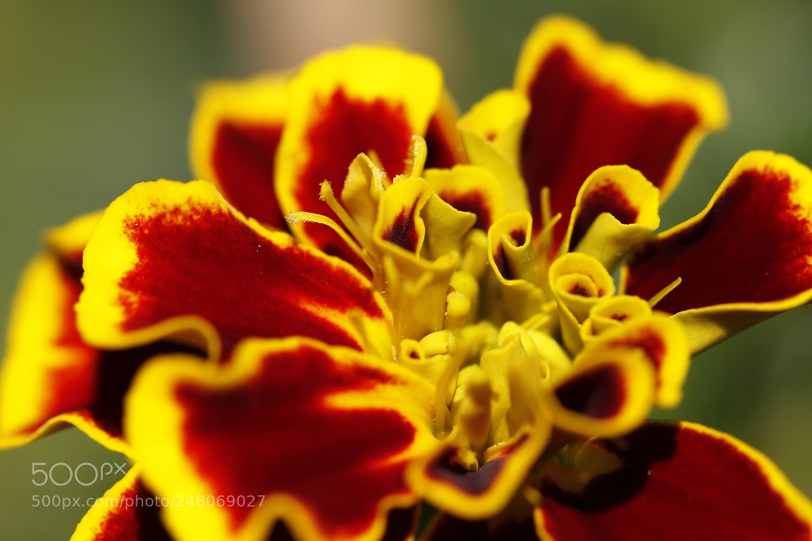 Canon EOS 7D sample photo. Summer fire photography