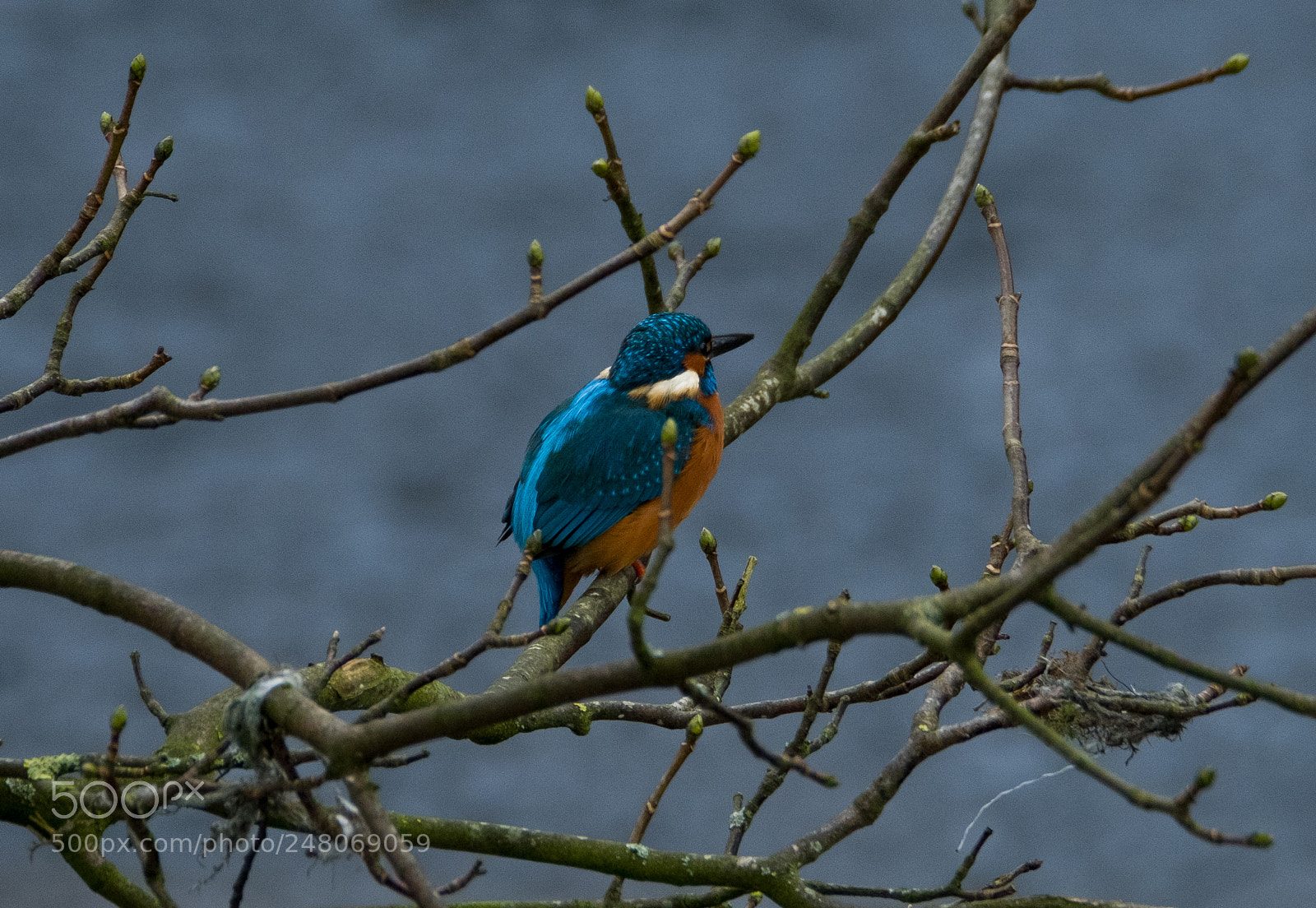 Fujifilm X-T2 sample photo. Kingfisher photography