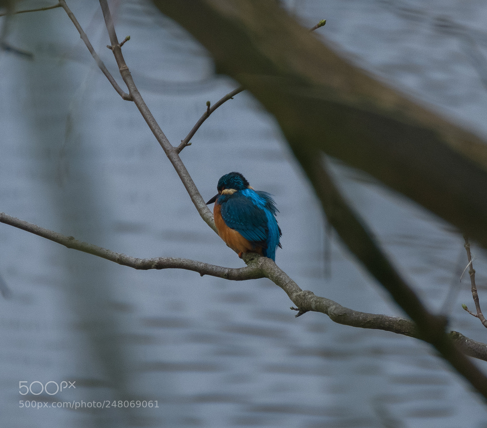 Fujifilm X-T2 sample photo. Kingfisher photography