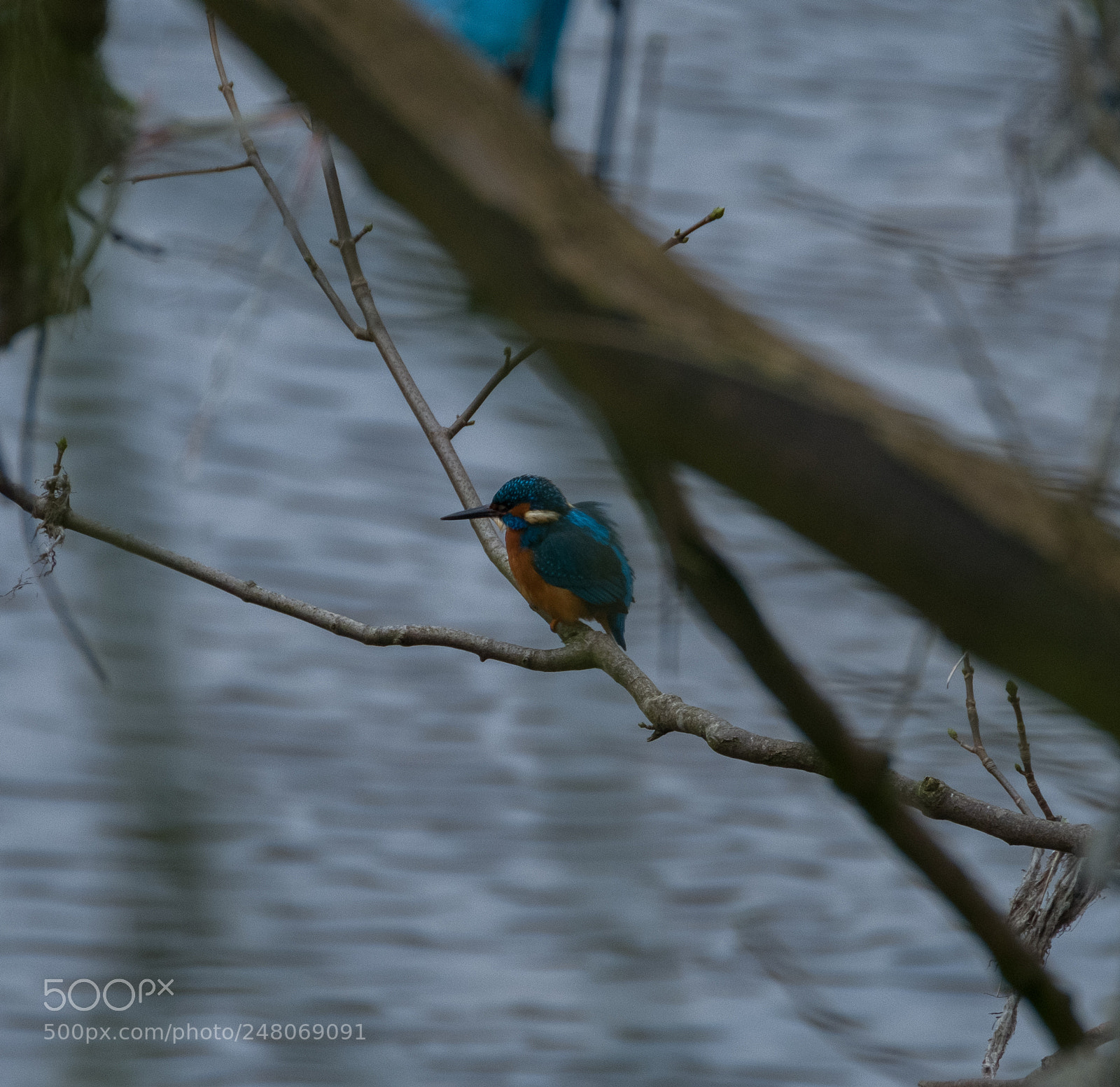 Fujifilm X-T2 sample photo. Kingfisher photography