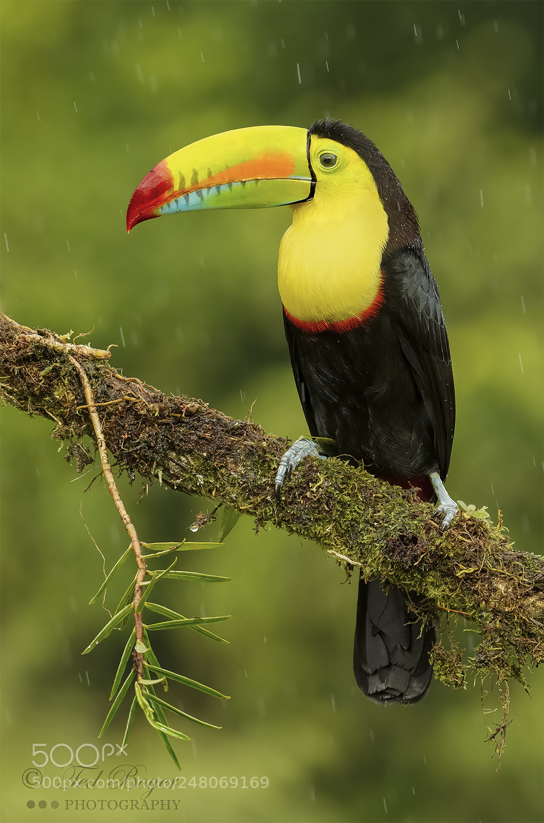 Nikon D500 sample photo. Toucan shower photography