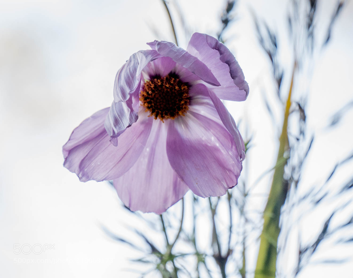 Panasonic Lumix DMC-GX85 (Lumix DMC-GX80 / Lumix DMC-GX7 Mark II) sample photo. Cosmos photography