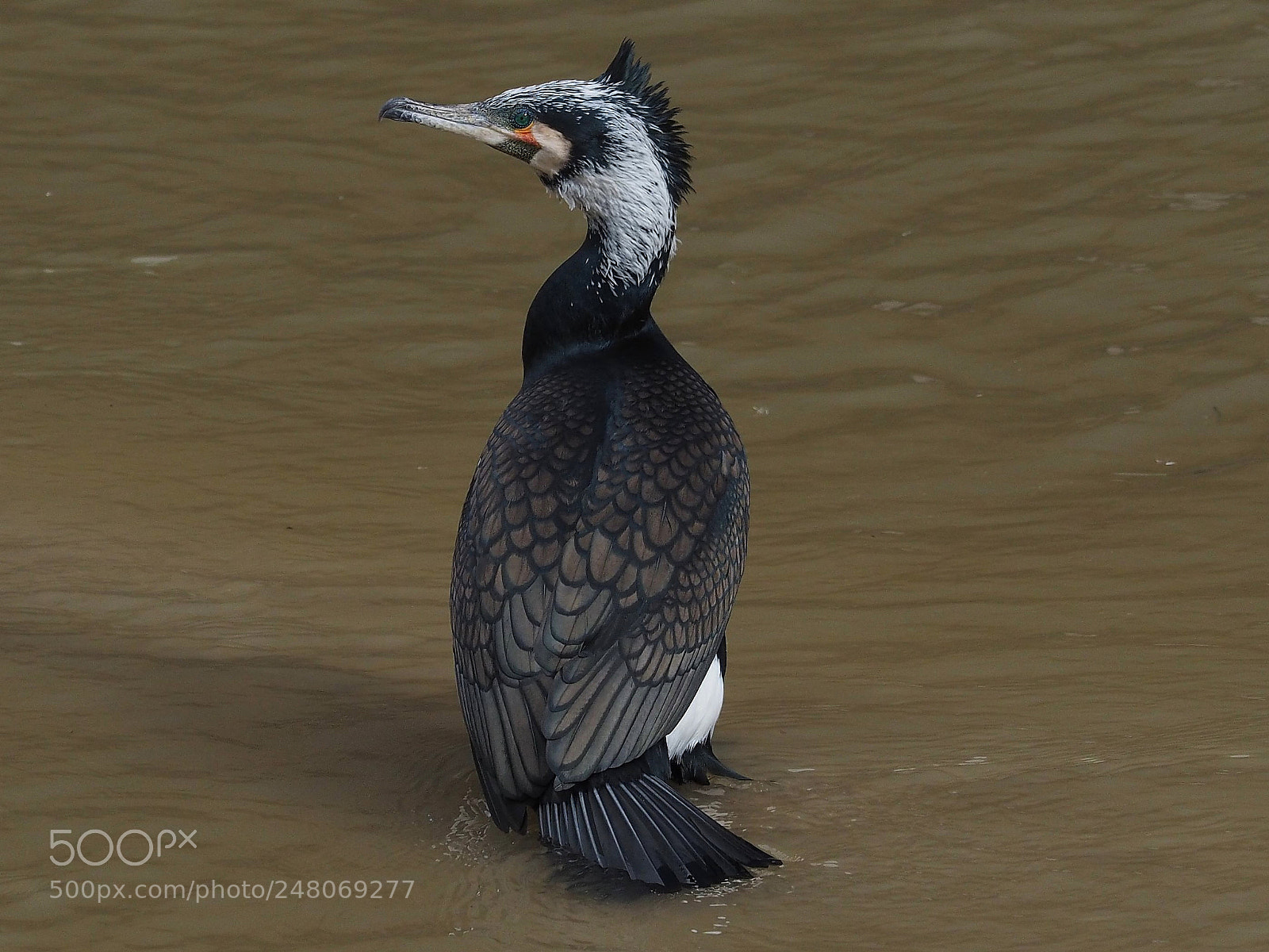 Olympus OM-D E-M1 sample photo. Cormor n grande phalacrocorax photography