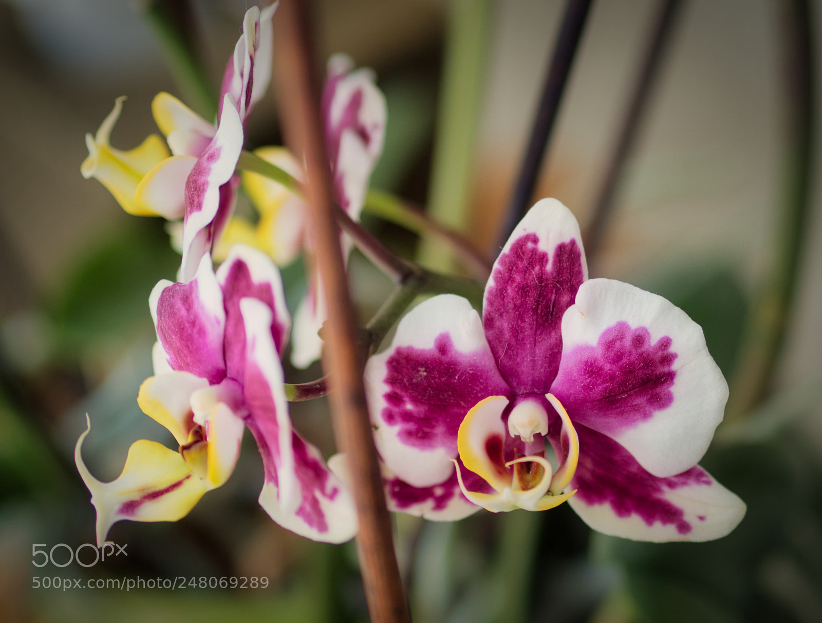 Olympus OM-D E-M1 Mark II sample photo. Purple and white orchid photography