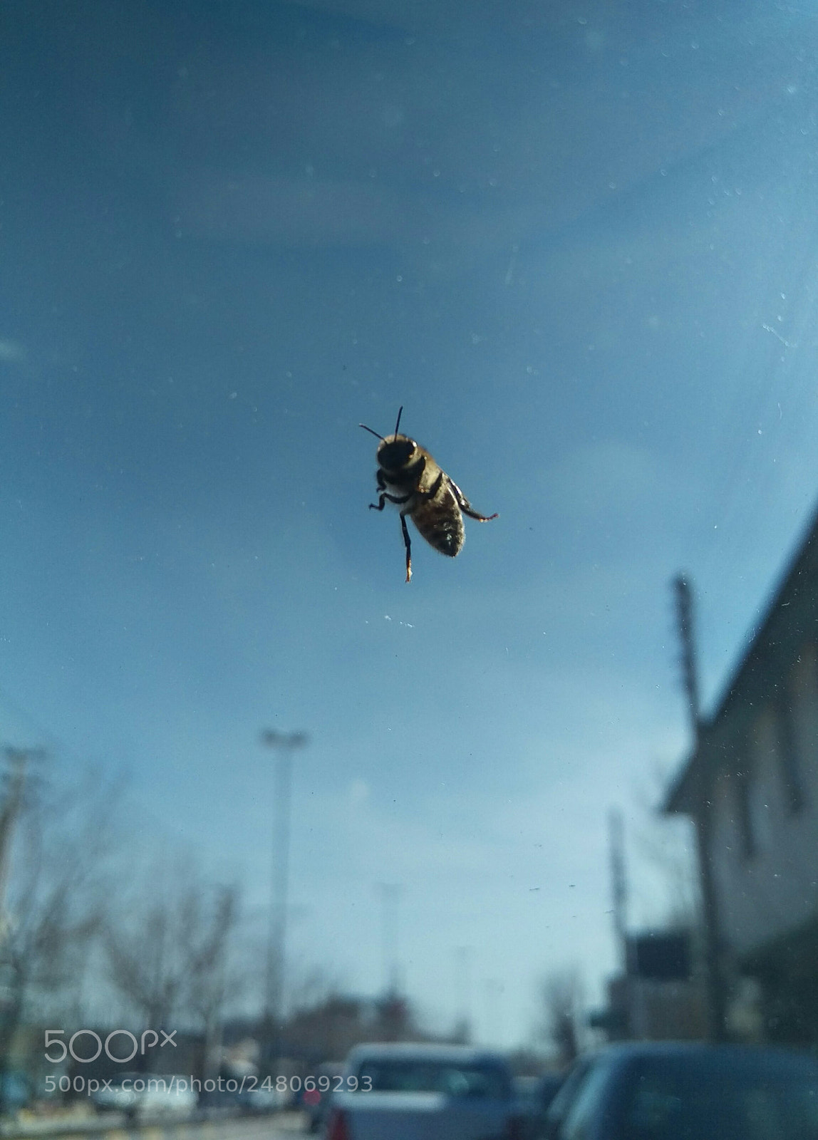 HTC ONE M9 sample photo. The very curious mr photography
