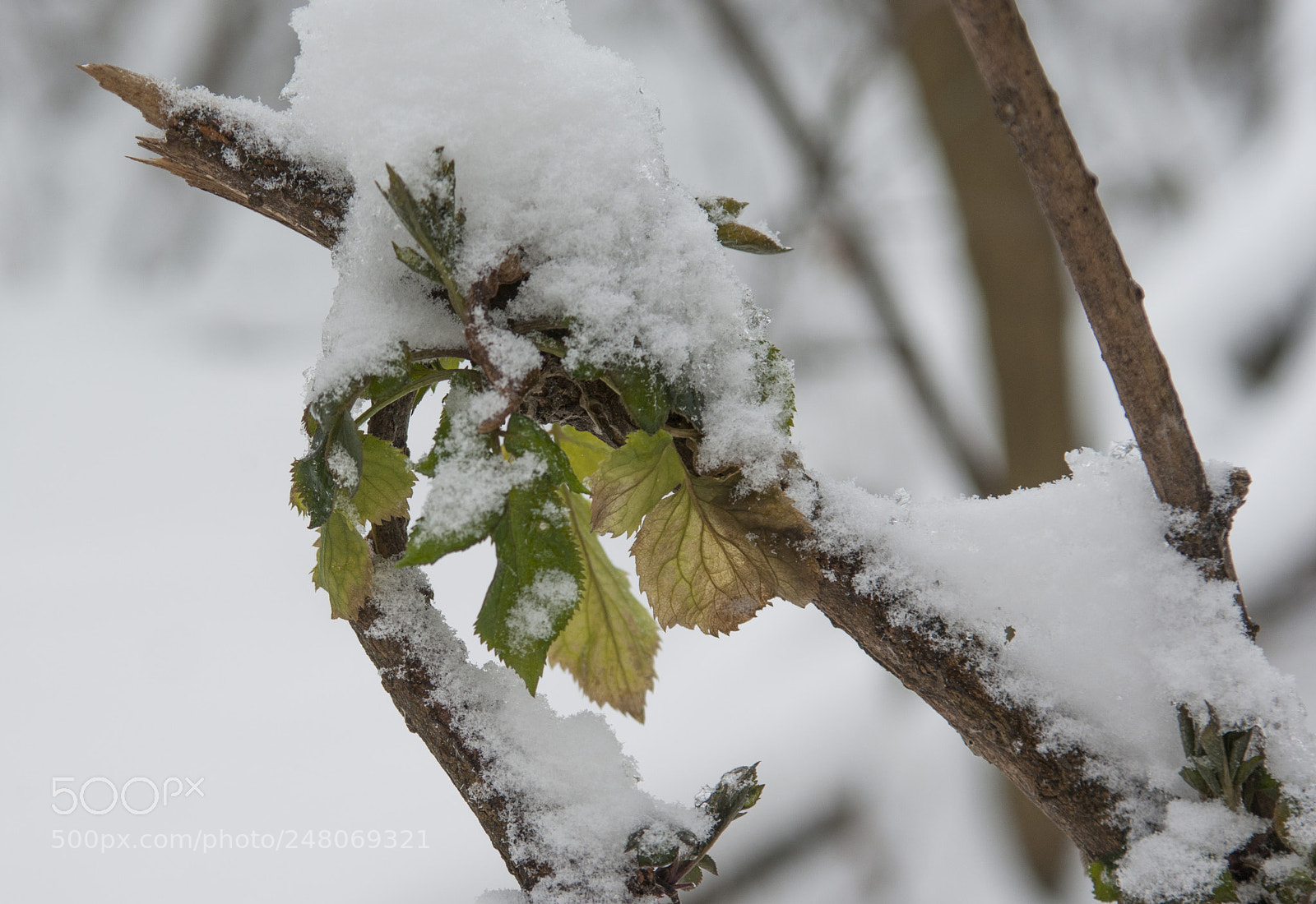 Pentax K200D sample photo. Havas levél. photography