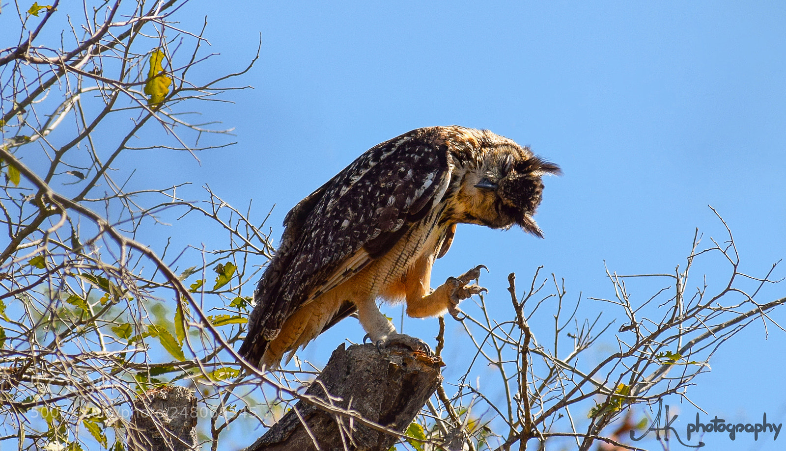 Nikon D5300 sample photo. Indian eagle-owl photography