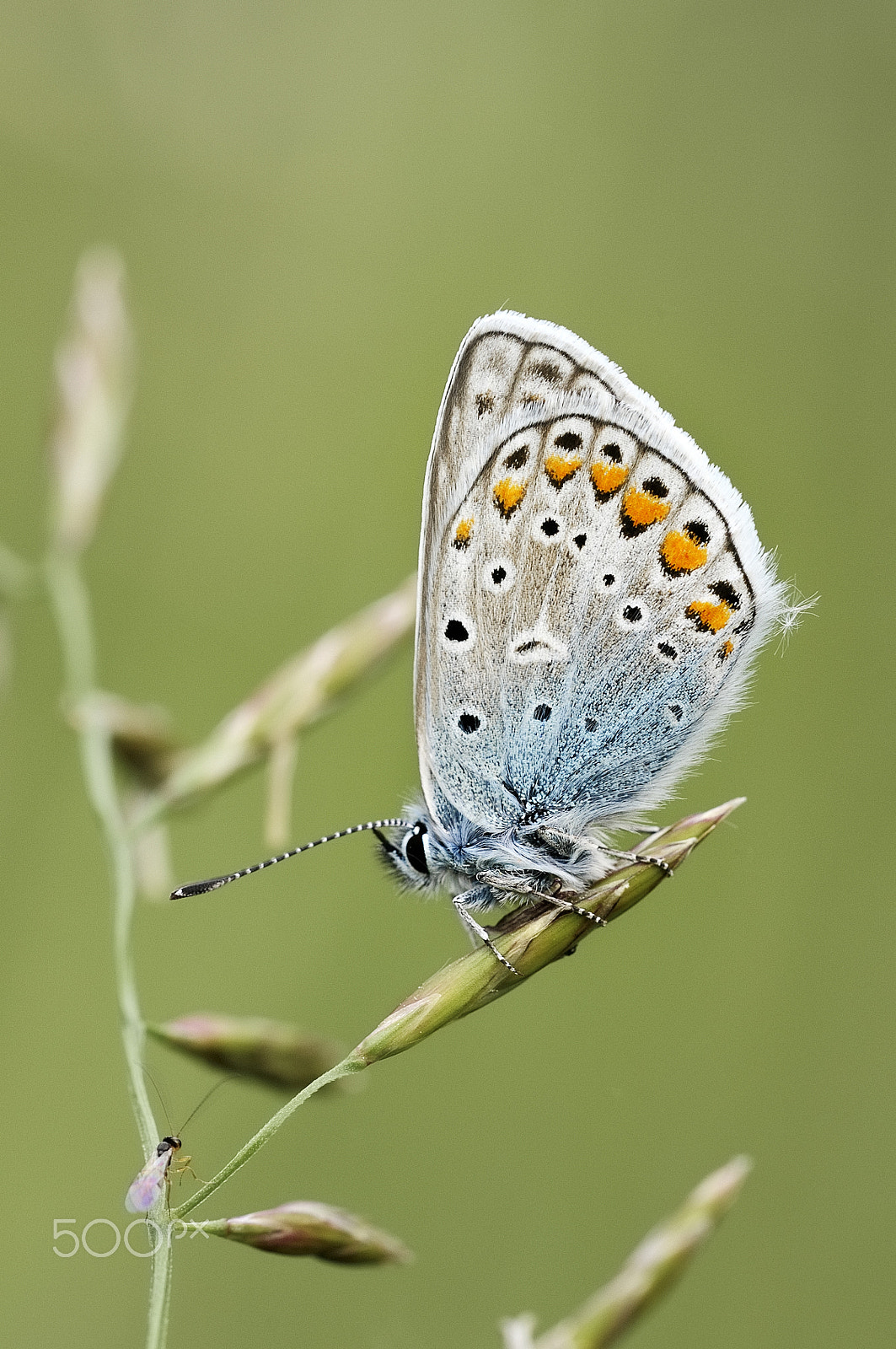 Nikon D300 + Sigma 150mm F2.8 EX DG Macro HSM sample photo. Gemeiner bläuling | polyommatus icarus photography