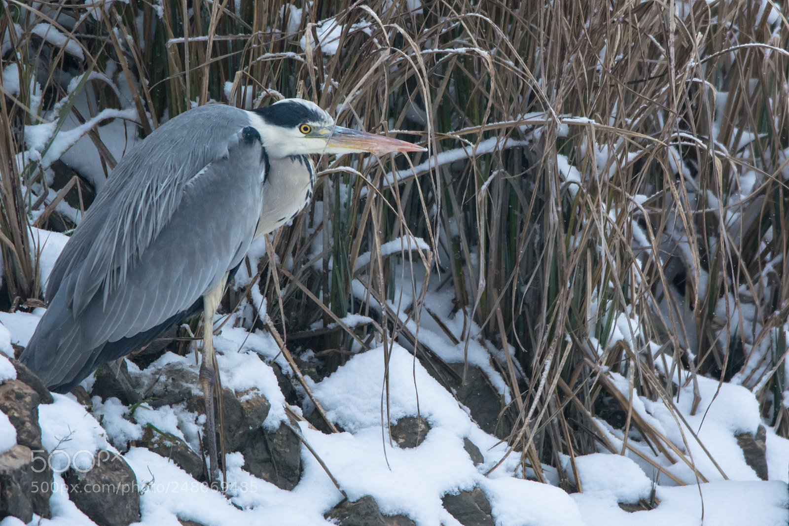 Nikon D7100 sample photo. Nella neve photography