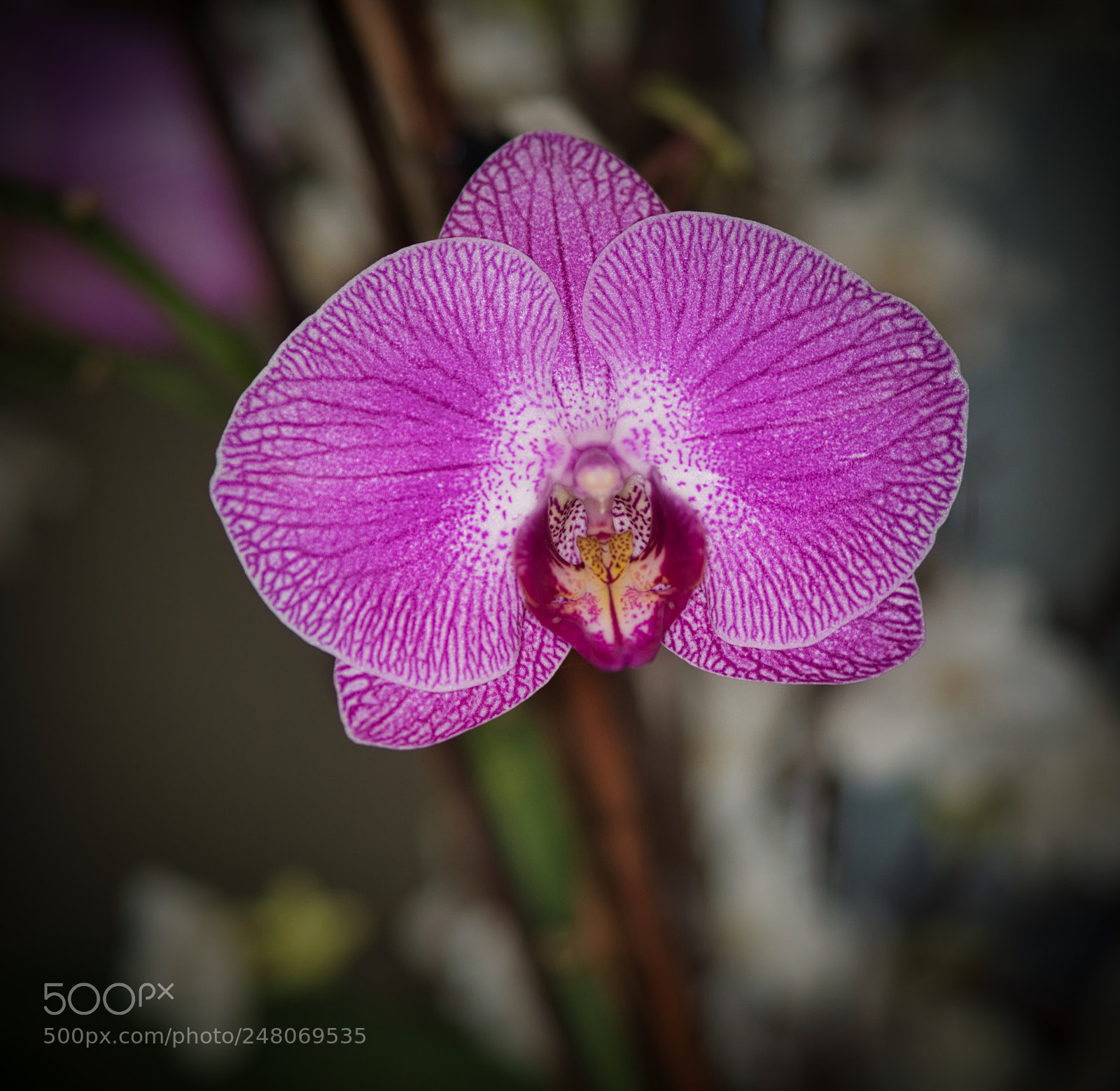 Olympus OM-D E-M1 Mark II sample photo. Pink orchid flower photography