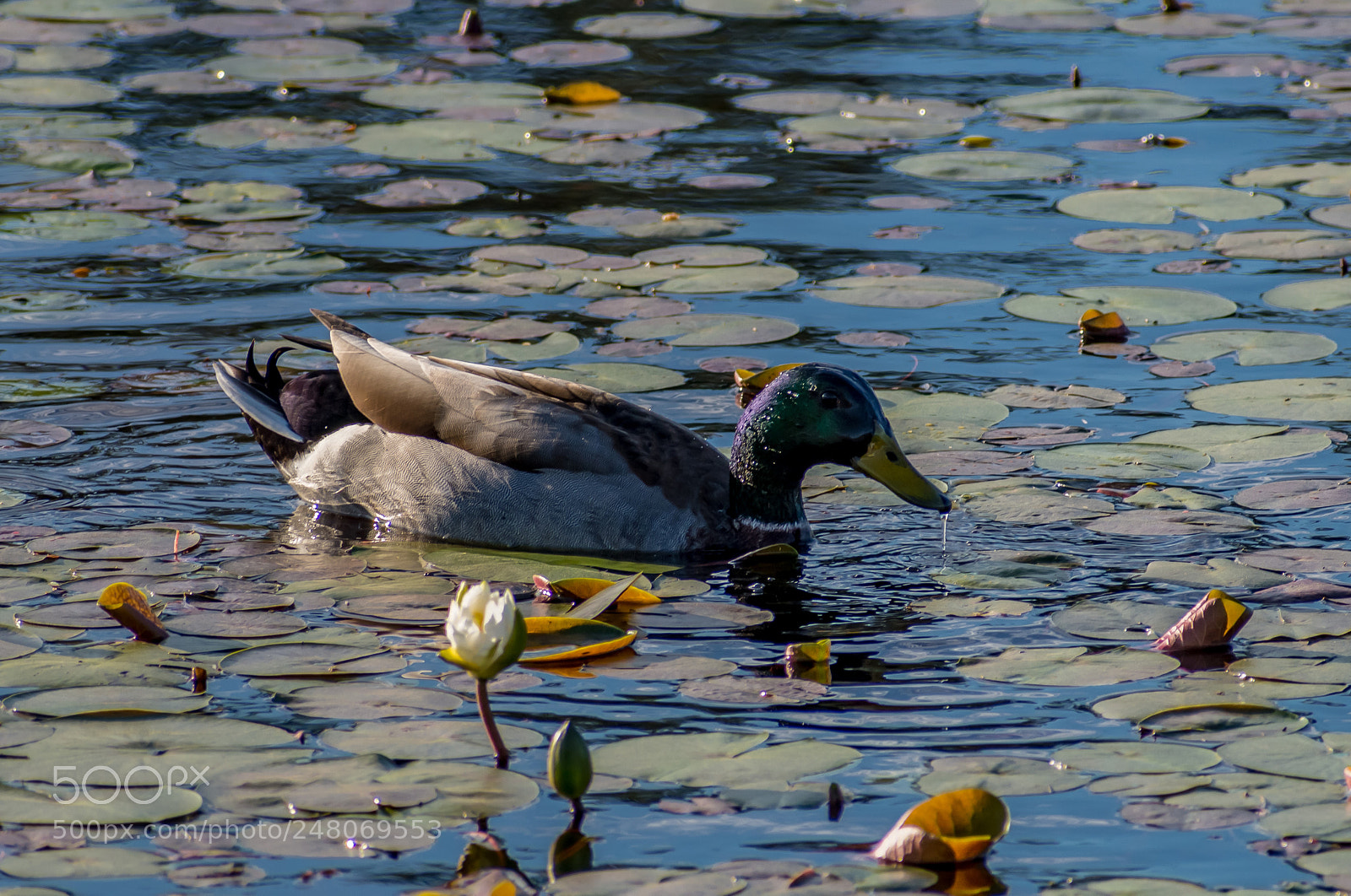 Nikon D7200 sample photo. Male mallard duck photography