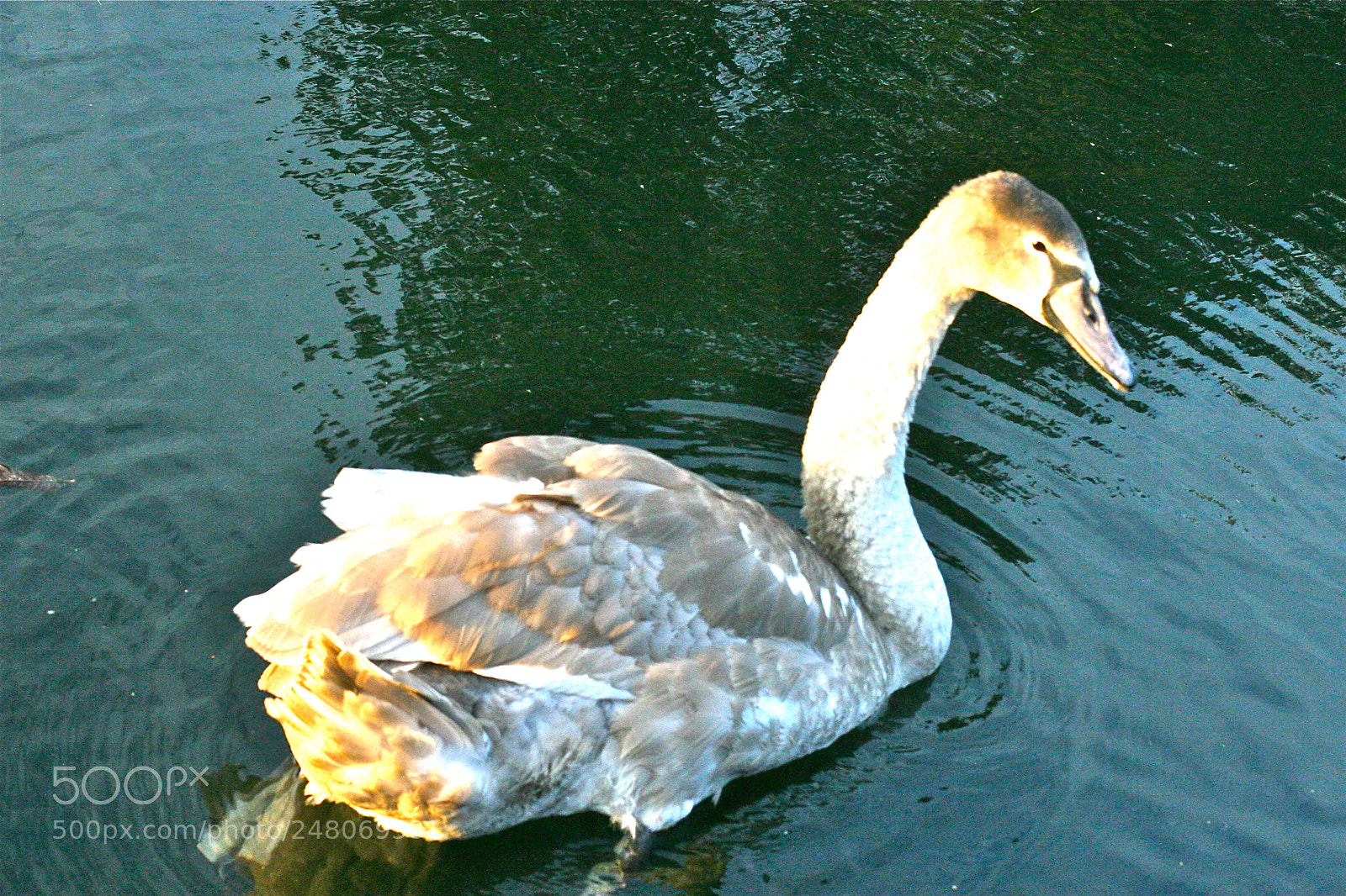 Canon EOS 30D sample photo. Cygnet in the evening photography