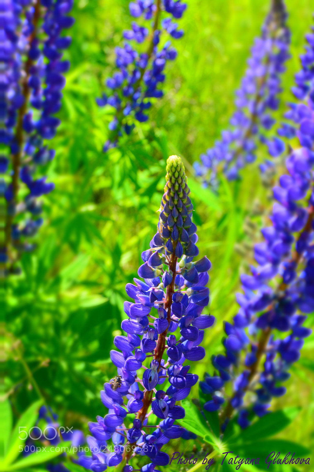 Nikon D5200 sample photo. Untitled photography