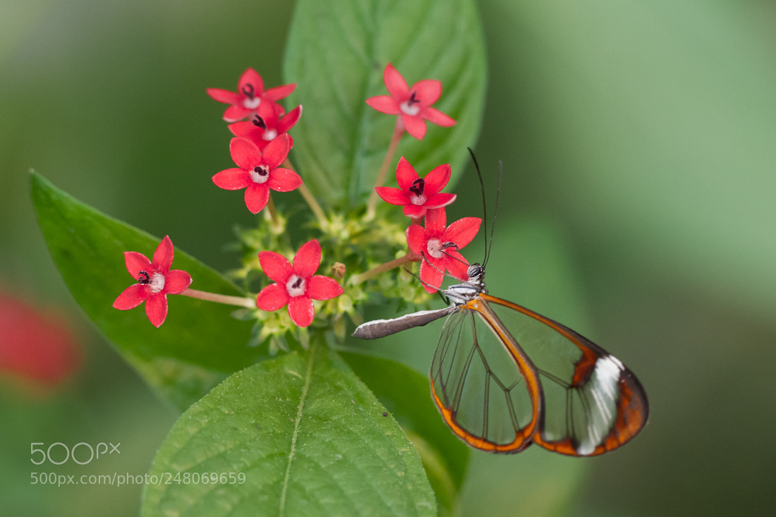 Canon EOS 7D sample photo. Butterfly greta otto photography