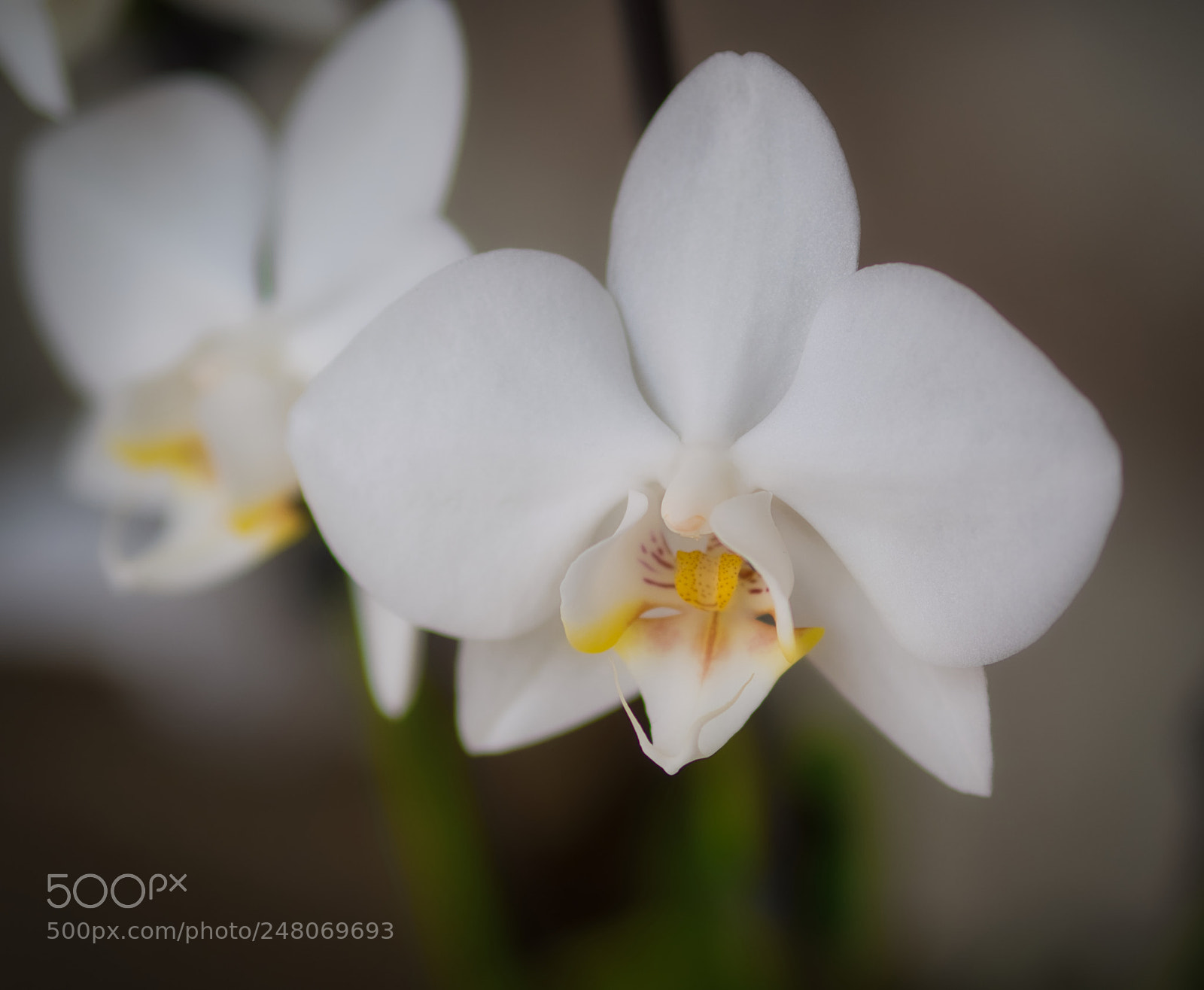 Olympus OM-D E-M1 Mark II sample photo. White orchid flower photography