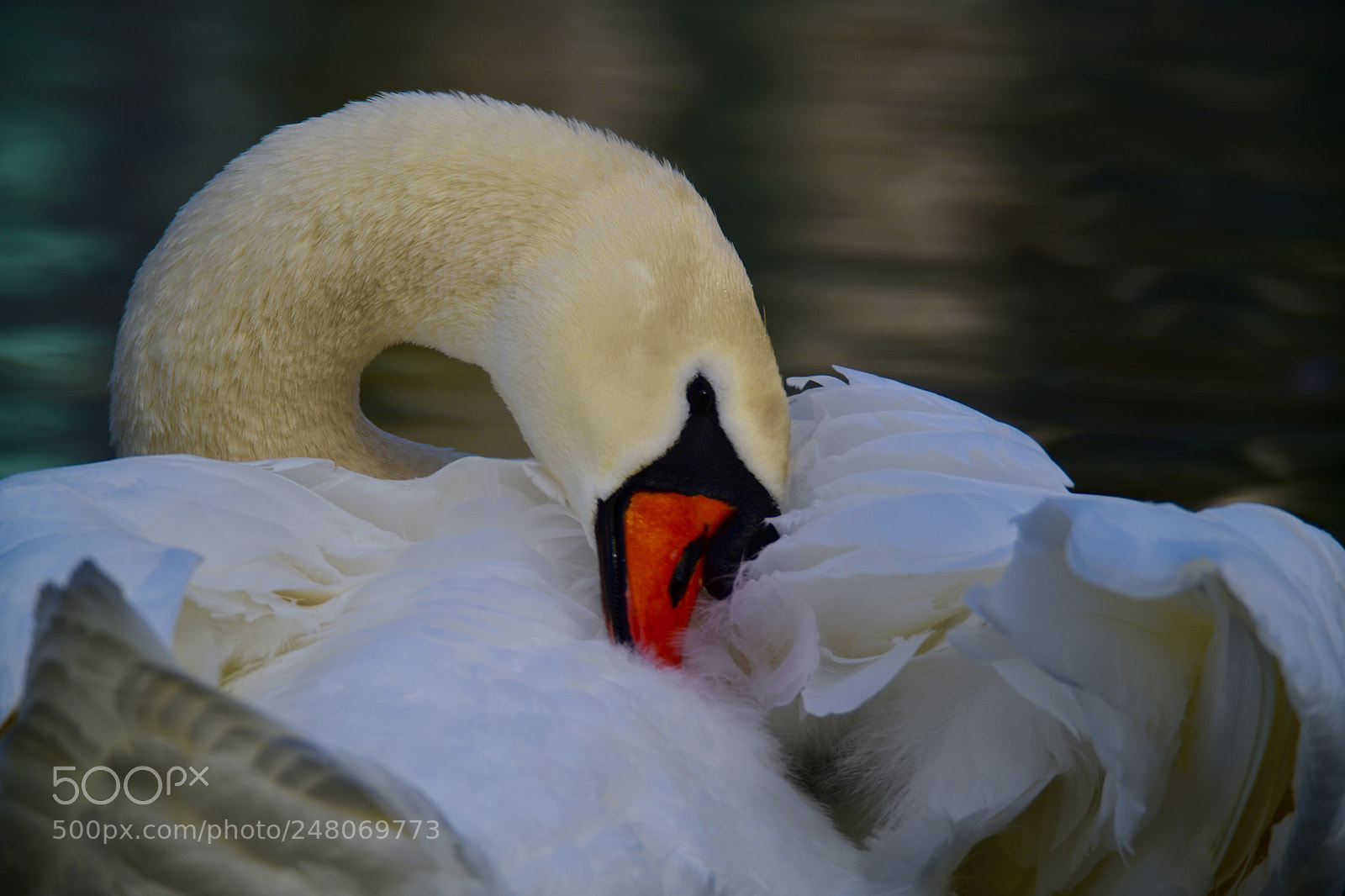 Nikon D850 sample photo. Swan photography