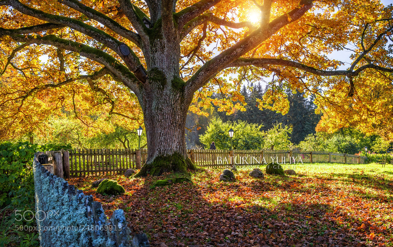 Nikon D610 sample photo. A huge branched oak photography
