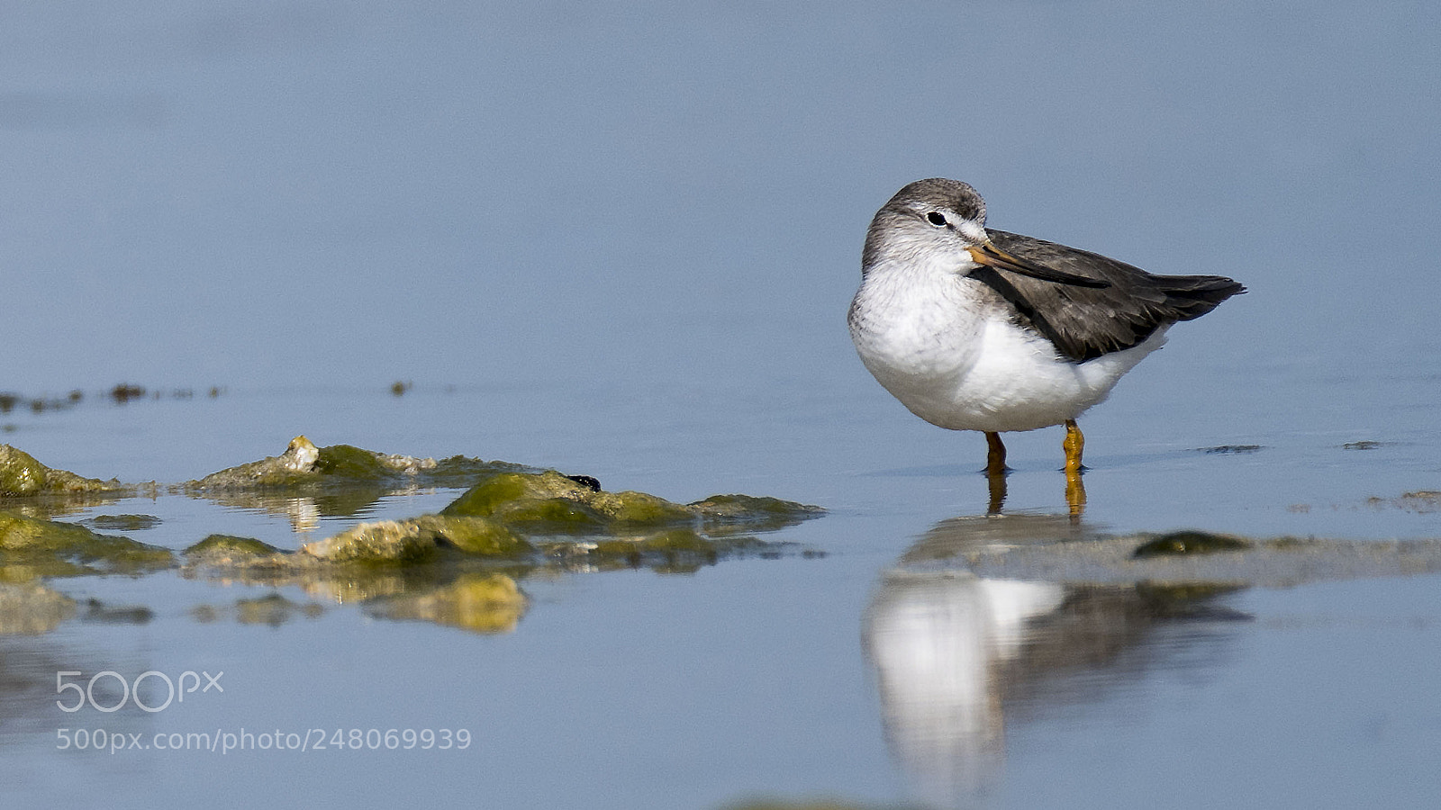 Nikon D500 sample photo. Sandpiper photography