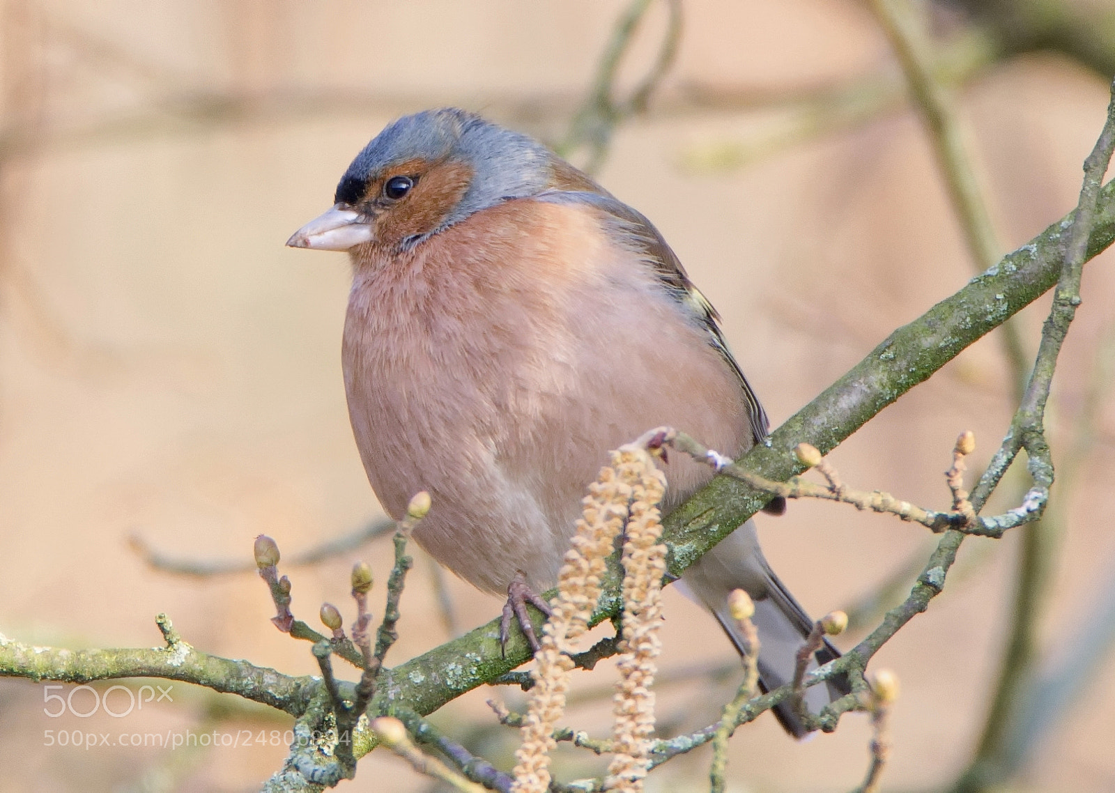Nikon D7200 sample photo. Buchfink (fringilla coelebs) photography