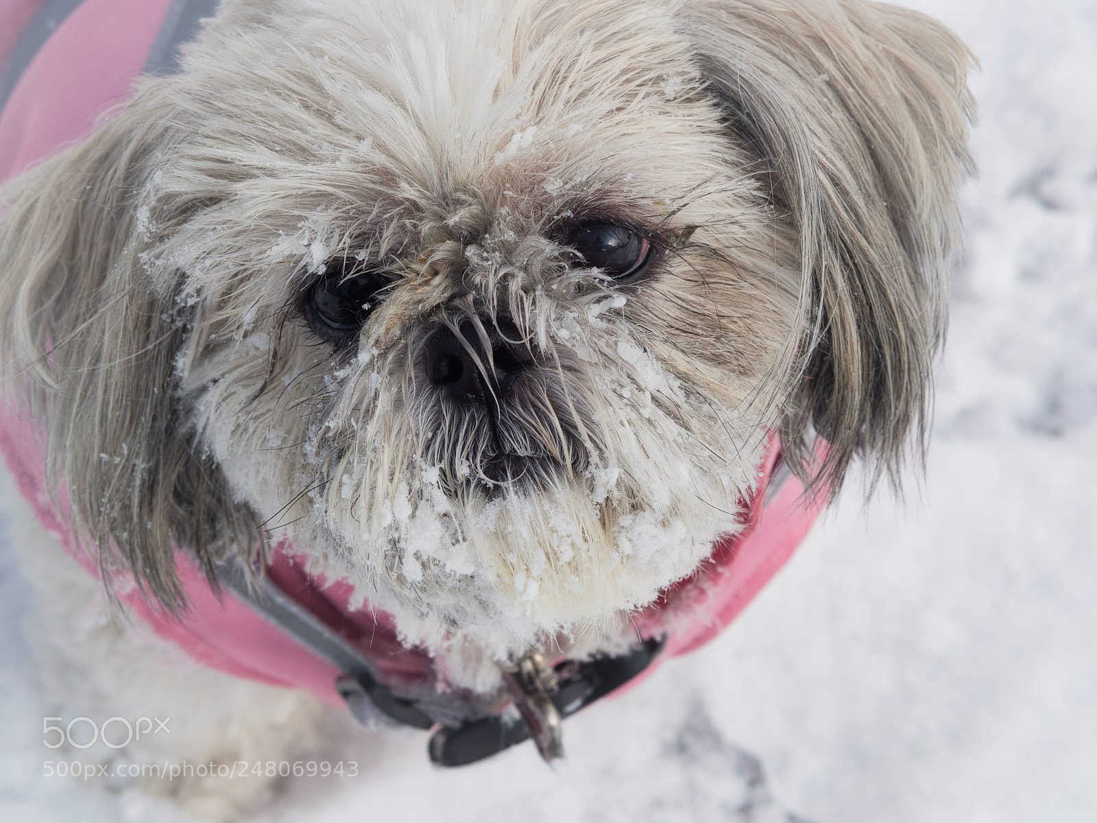 Olympus OM-D E-M1 Mark II sample photo. Shih tzu portrait winter photography
