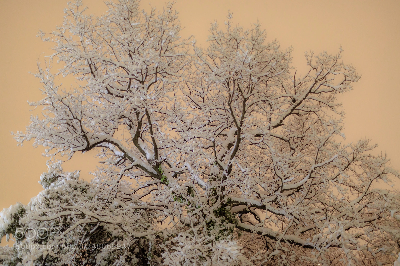 Canon EOS 5DS sample photo. Snow tree photography