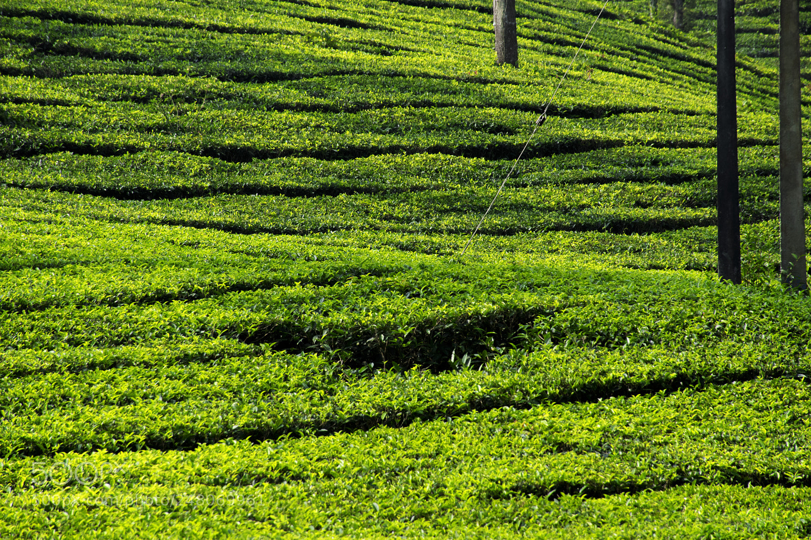Nikon D5300 sample photo. Tea fields in karnataka photography