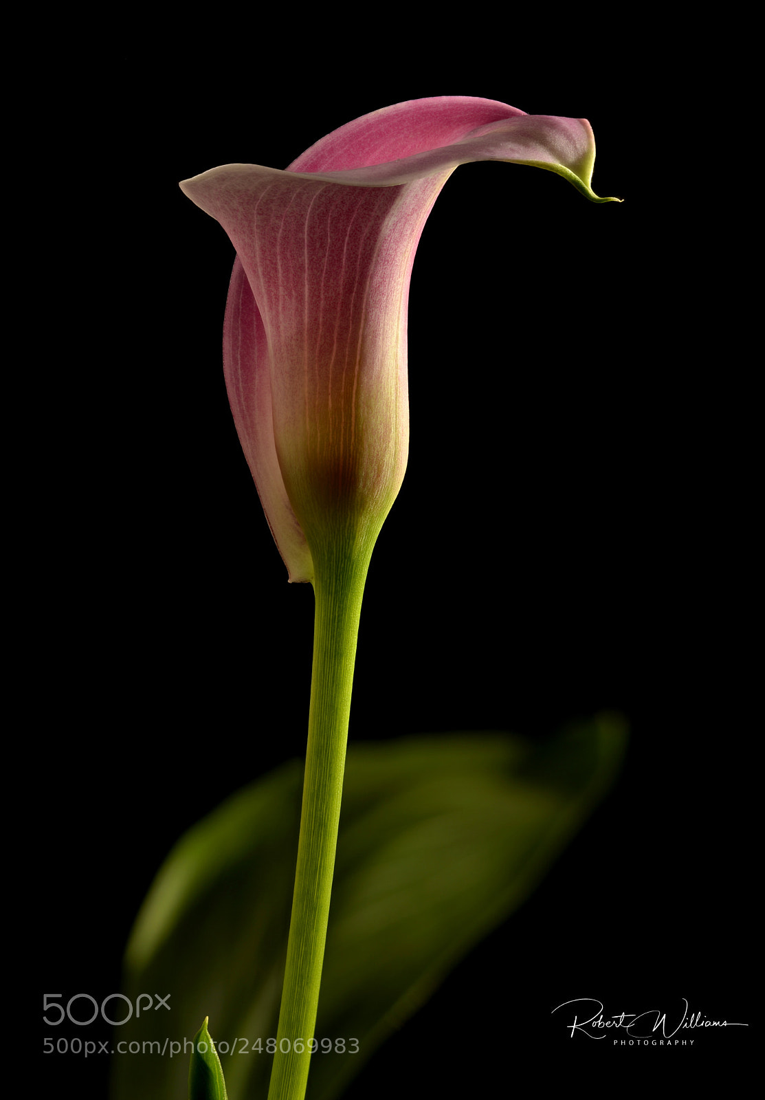 Nikon D800E sample photo. Cala lily photography