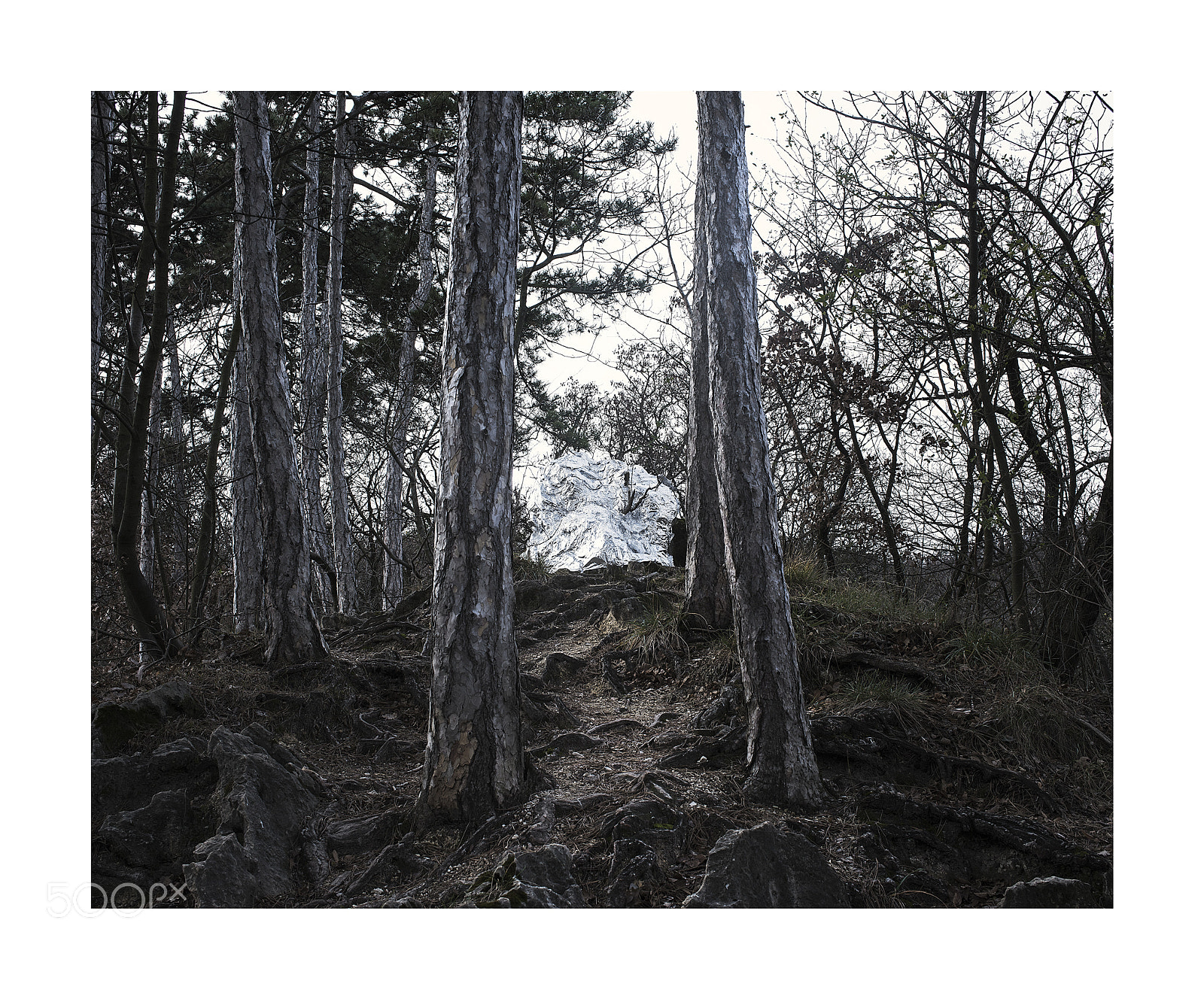 Nikon D810 sample photo. Pack photography