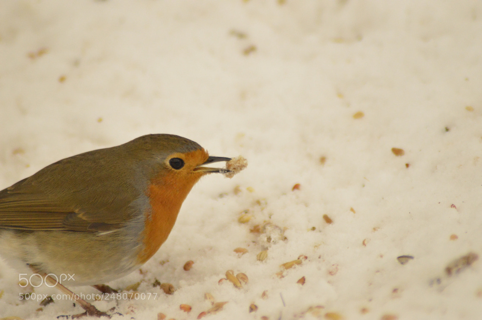 Nikon D3200 sample photo. Robin with food photography