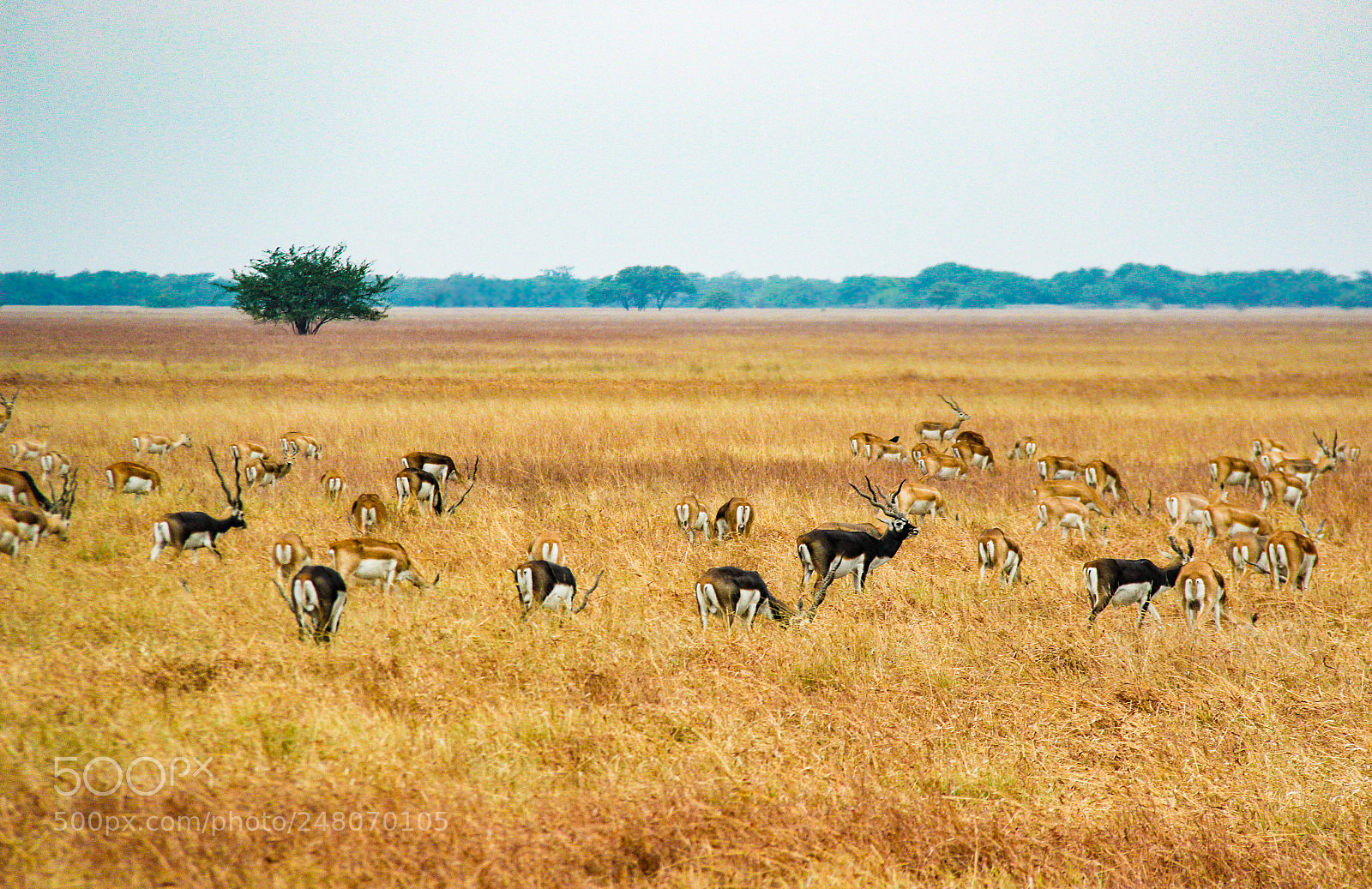Canon EOS 600D (Rebel EOS T3i / EOS Kiss X5) sample photo. Foraging in the grass photography