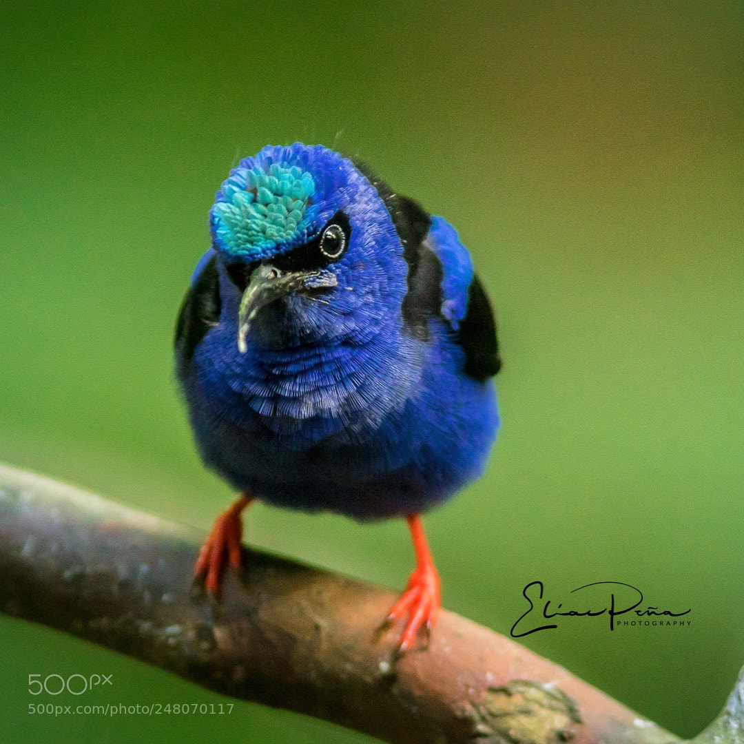Canon EOS 7D Mark II sample photo. Male red legged honeycreeper photography
