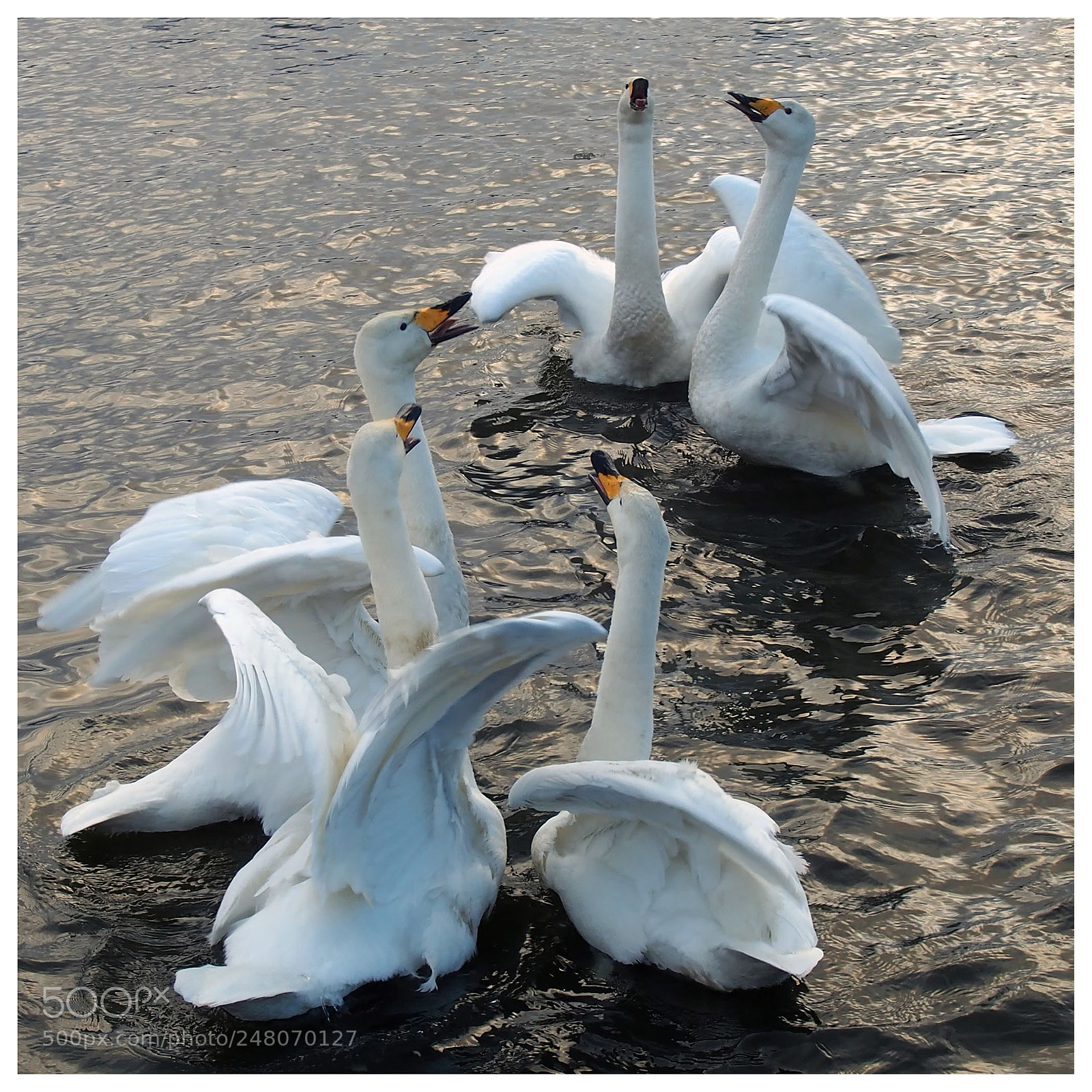 Olympus OM-D E-M5 sample photo. Le chant des cygnes photography