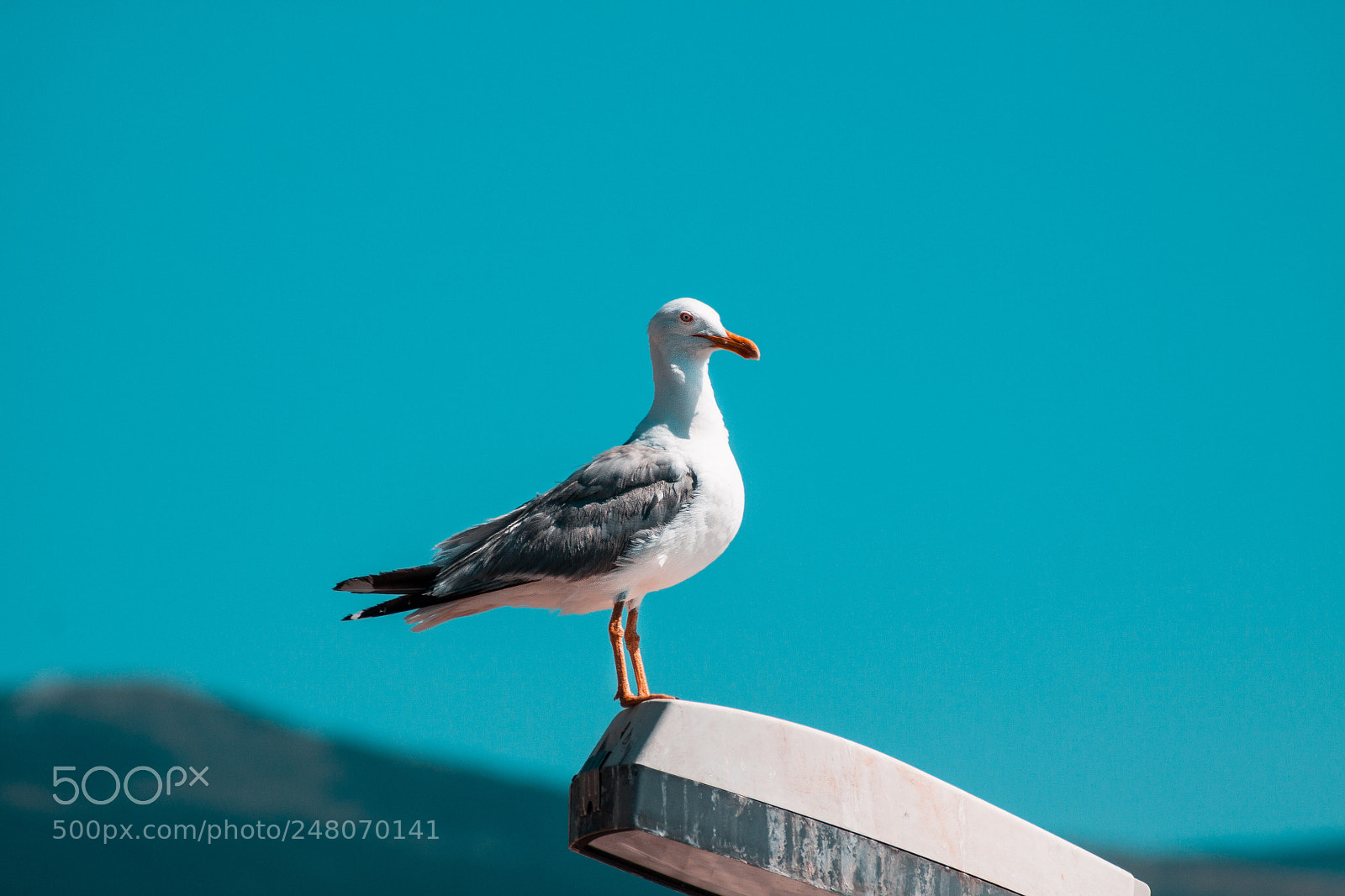 Canon EOS 50D sample photo. Seagull photography