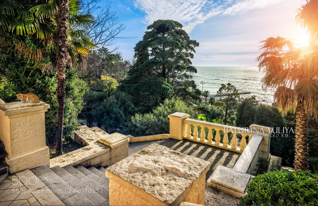Nikon D800 sample photo. A yellow staircase to photography