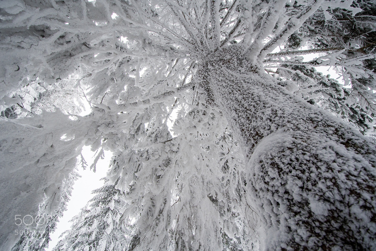 Nikon D7500 sample photo. Winterstimmung ibergeregg photography