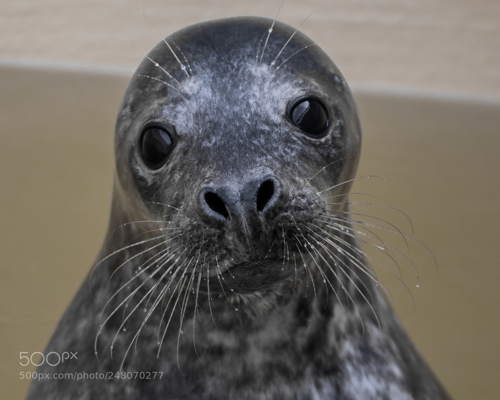 Canon EOS 1300D (EOS Rebel T6 / EOS Kiss X80) sample photo. Seal staring right into photography