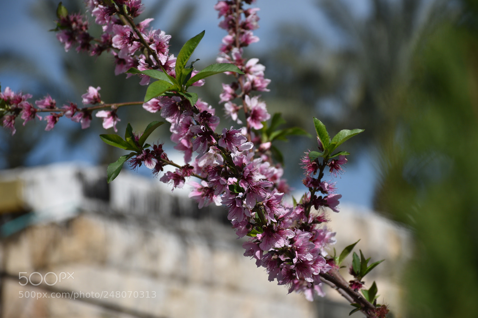 Nikon D5600 sample photo. Rubi 2168 photography