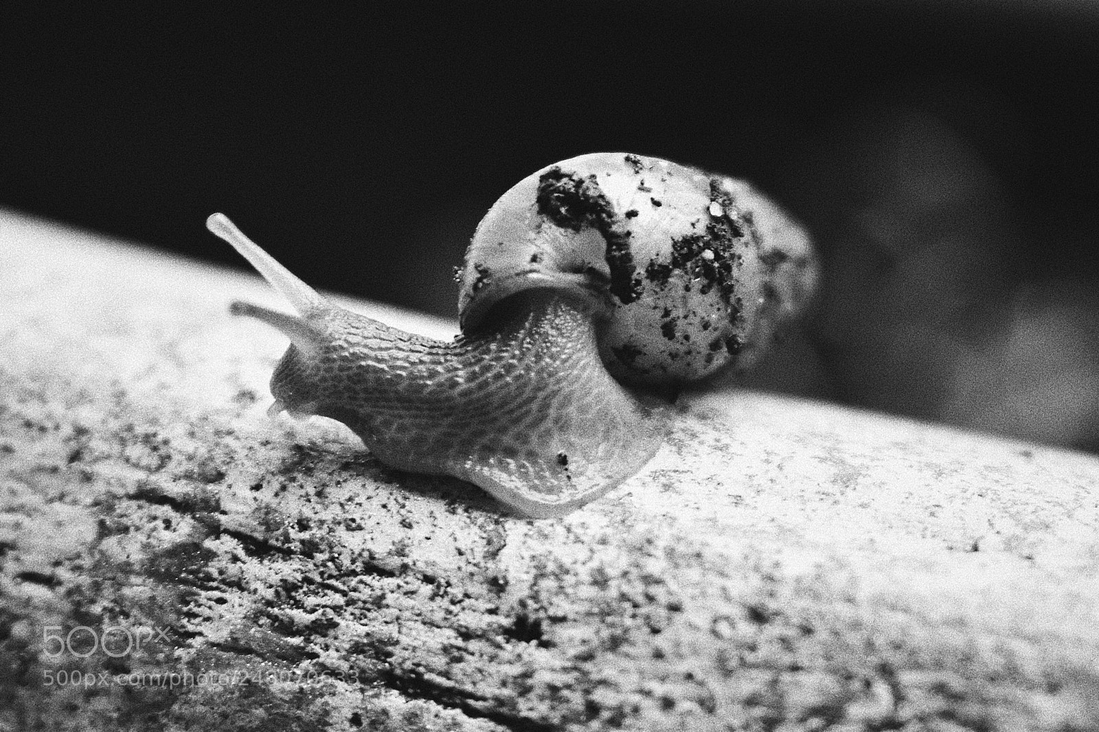 Nikon D5600 sample photo. Snail photography