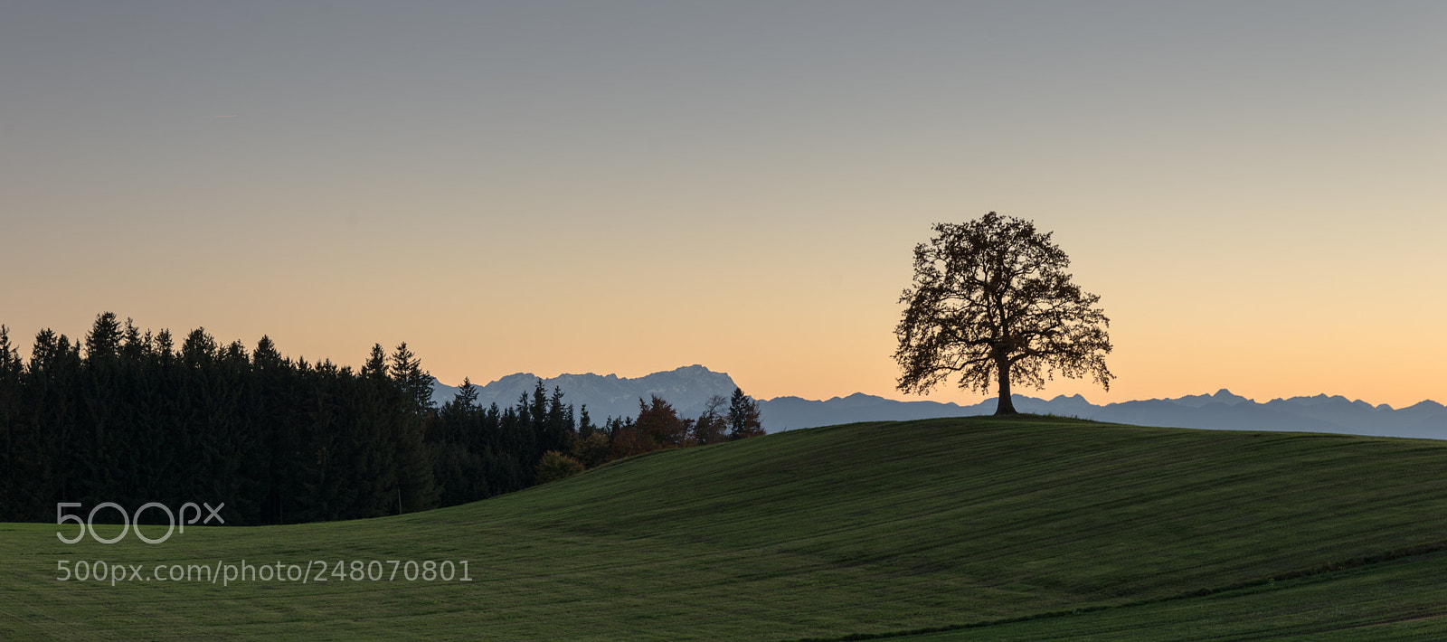Nikon D610 sample photo. Tree of münsing photography