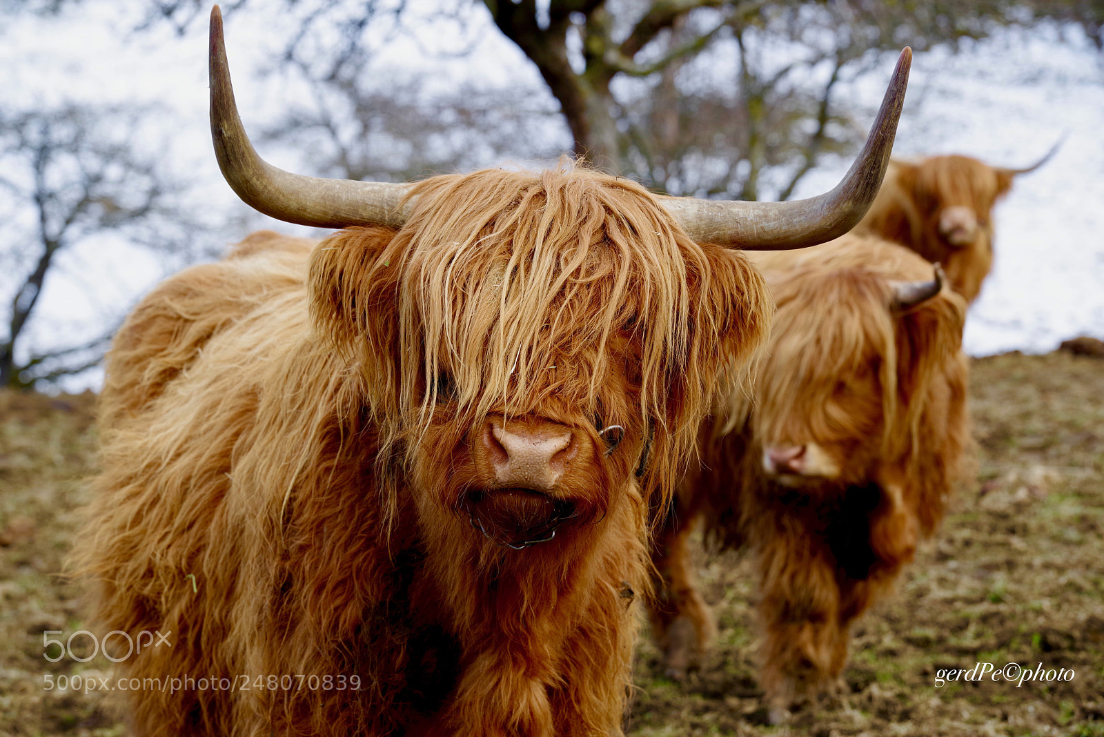 Pentax K-1 sample photo. Scottish highland cattle photography