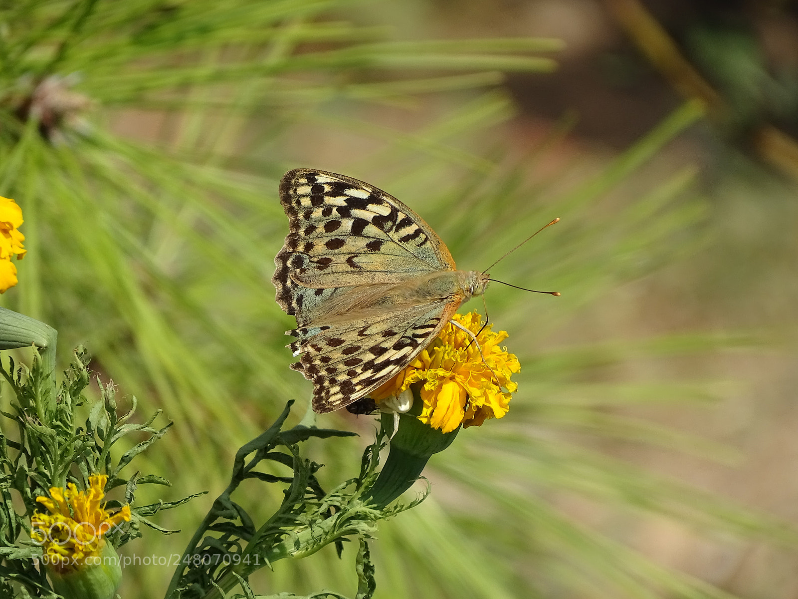 Sony Cyber-shot DSC-HX400V sample photo. Dsc photography