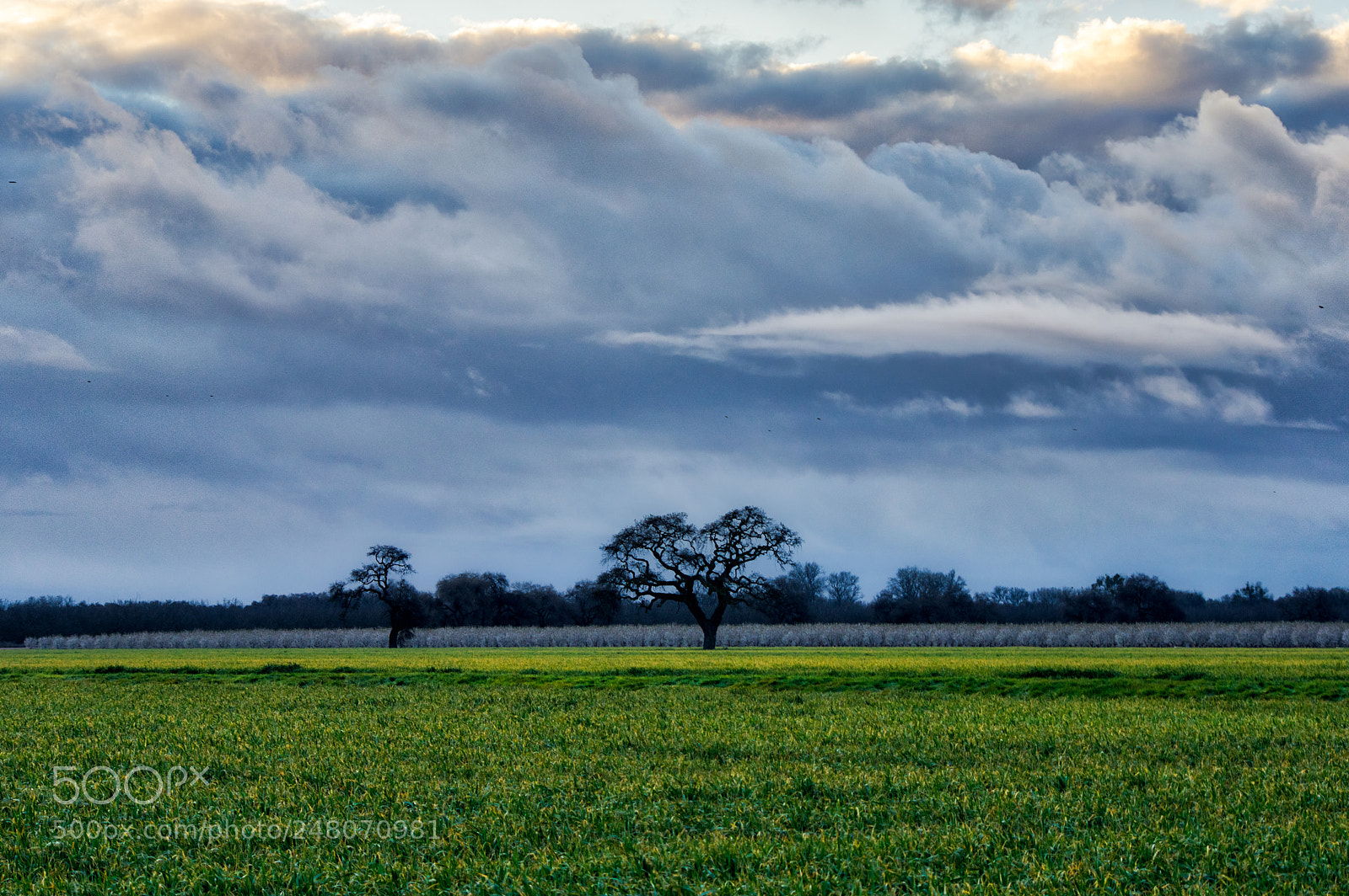 Pentax K-3 II sample photo. Tree n field photography