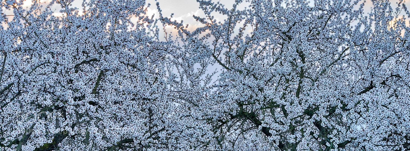Pentax K-3 II sample photo. Almond trees photography