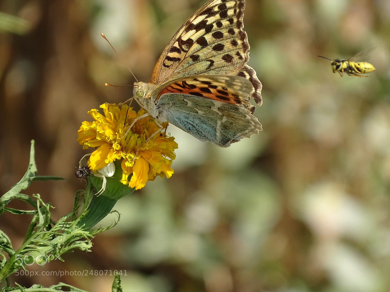 Sony Cyber-shot DSC-HX400V sample photo. Dsc photography