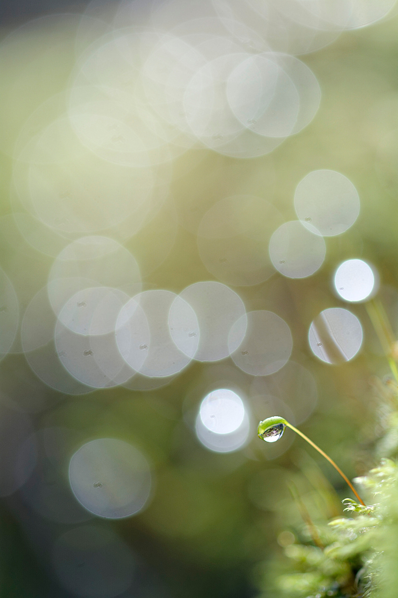 Sigma 105mm F2.8 EX DG OS HSM sample photo. Bright lights photography